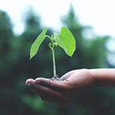 A hand holding a sapling in some dirt.